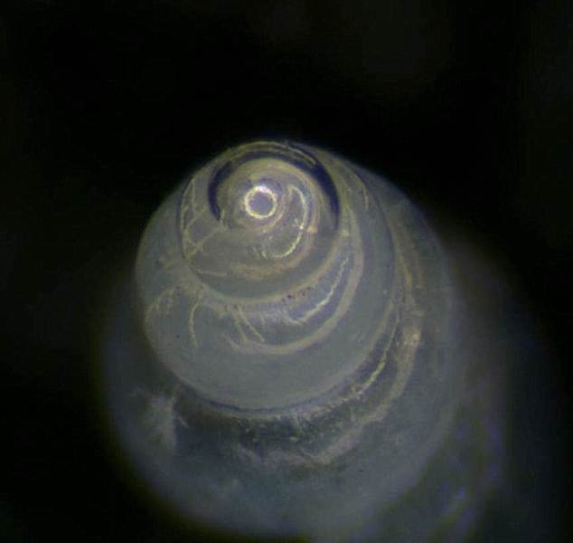 Setia anselmoi ?